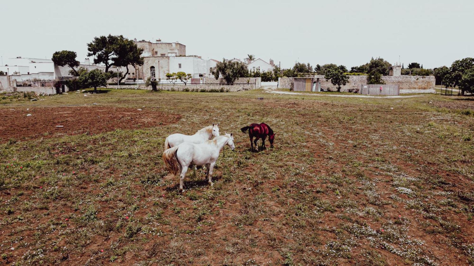 Masseria Francescani トッレ・キアンカ エクステリア 写真